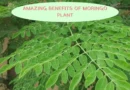 benefits of moringa plant