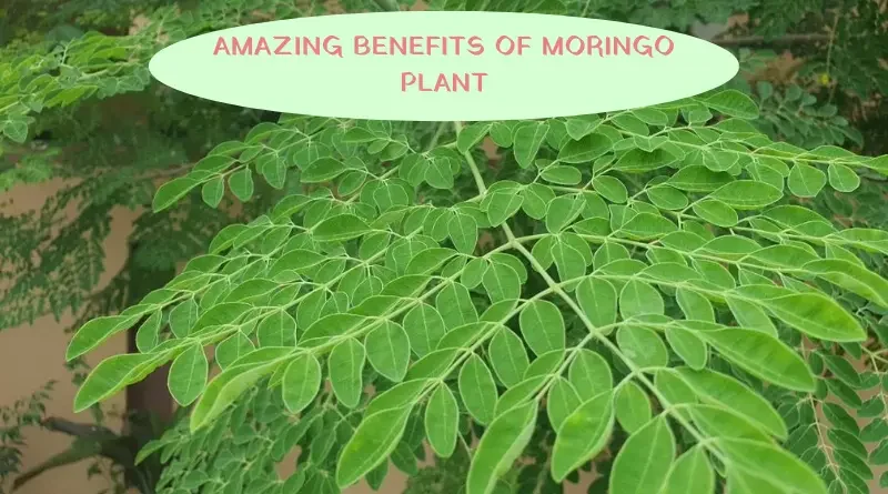 benefits of moringa plant